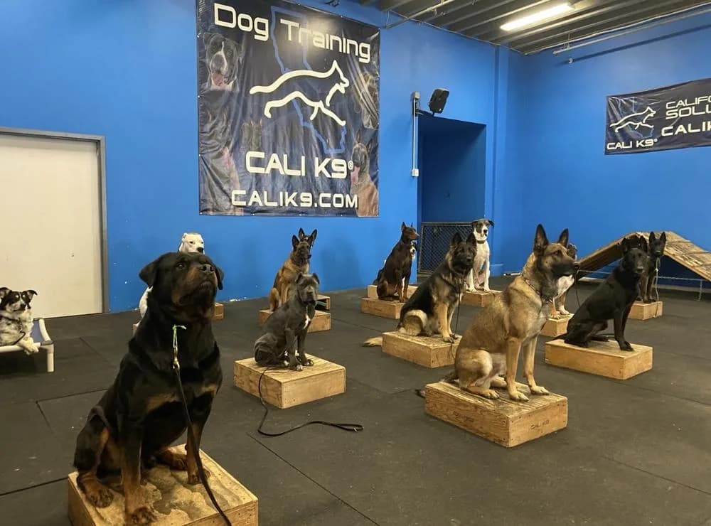 Dogs in formation at Cali K9 training facility