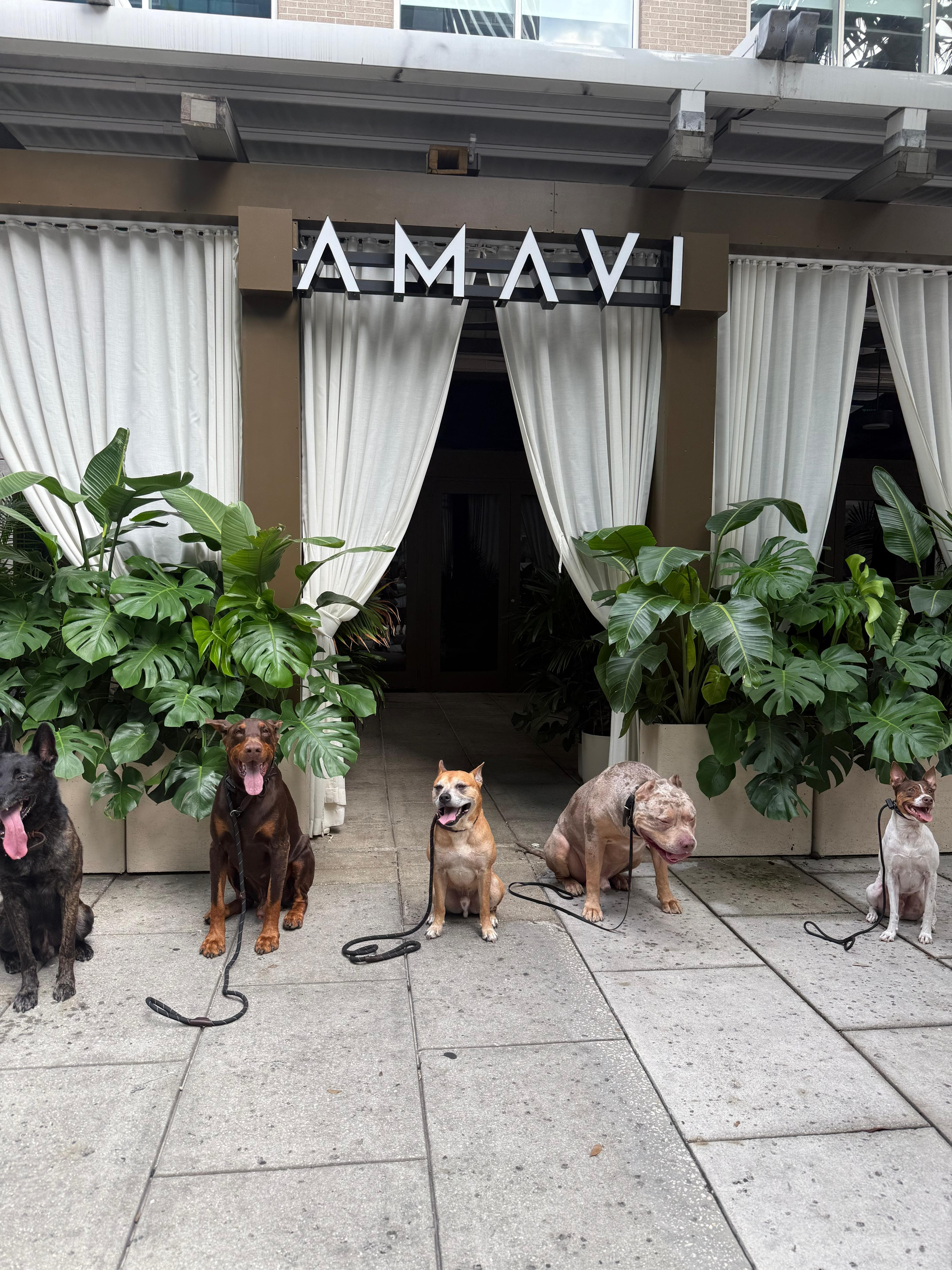 Trained dogs demonstrating calm behavior after professional training
