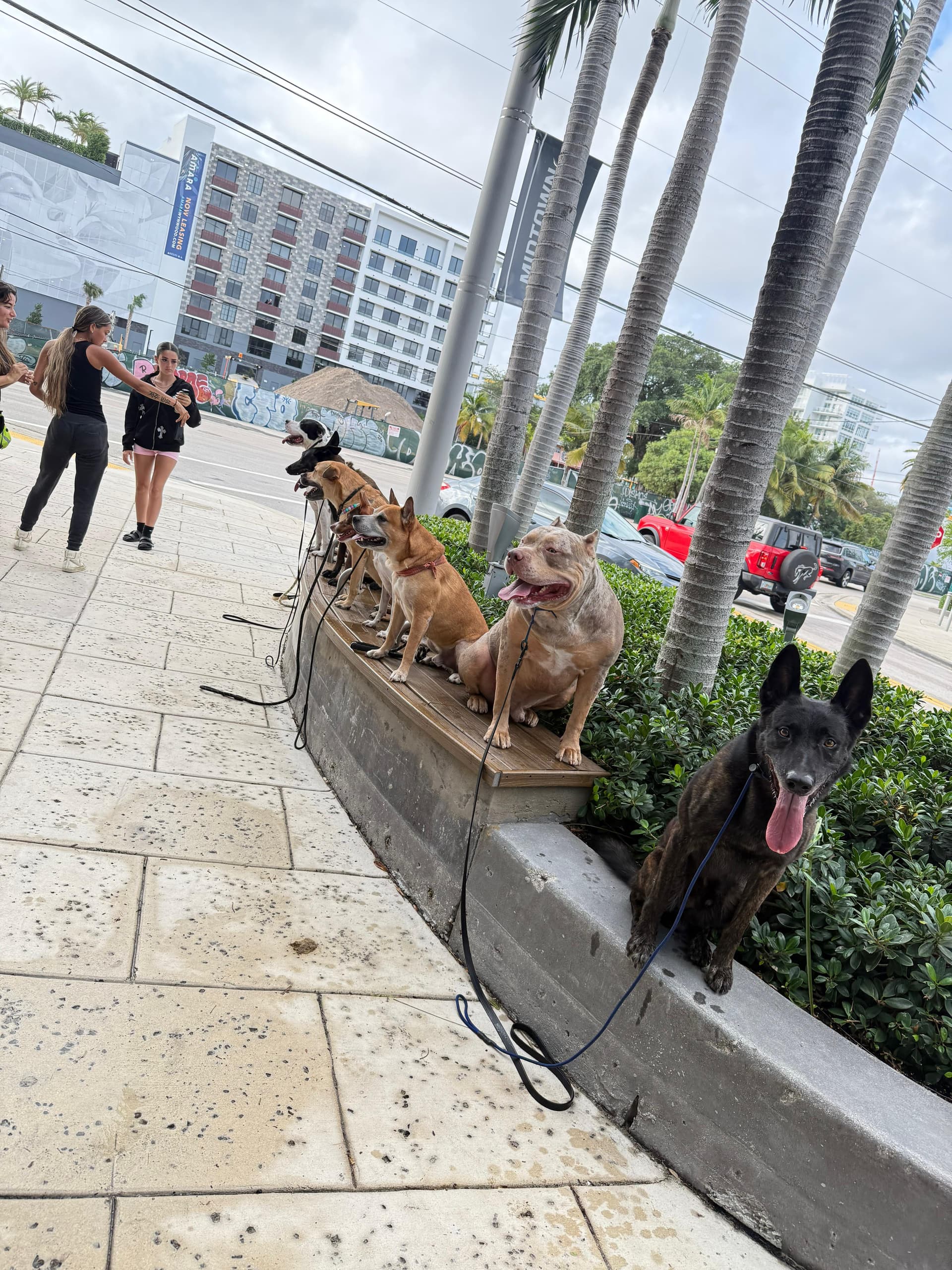 Dogs showcasing real-world training results from Cali K9 experts
